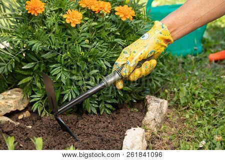 Hand Of Women Loosen With Hoe Ground In Flower Bed Of Marigold Close Up. Spring Work In Garden. Care