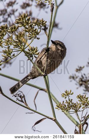 Blue Gray Gnatcatcher Bird Perched On Tree Branch Looking To The Left While Foraging For Food During