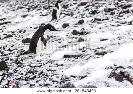 Beautiful Landscape And Scenery In Antarctica