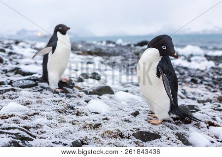 Beautiful Landscape And Scenery In Antarctica