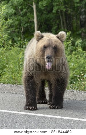 Hungry Kamchatka Brown Bear Put His Tongue Out Of His Mouth, Stands On Asphalt Road. Eurasia, Russia