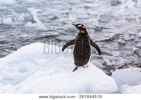 Beautiful Landscape And Scenery In Antarctica