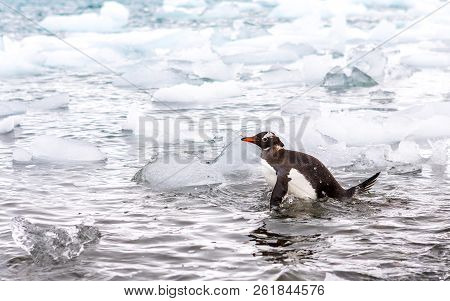 Beautiful Landscape And Scenery In Antarctica