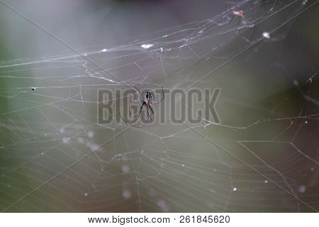 Leucauge Argyra Spider Also Known As The Orchard Orb Weaver In A Florida Swamp