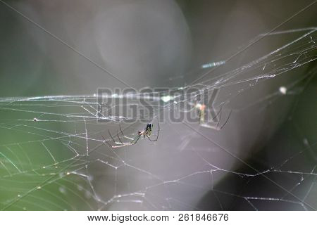 Leucauge Argyra Spider Also Known As The Orchard Orb Weaver In A Florida Swamp