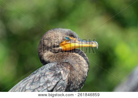 Black Bird With Teal Eyes In Florida
