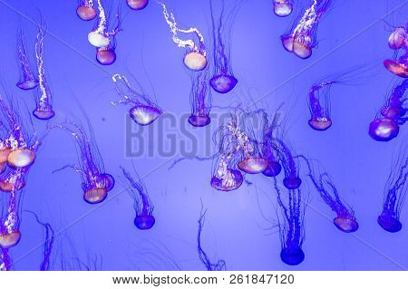 Jellyfish, Pacific Sea Nettle Chrysaora Fuscescens In Canada.