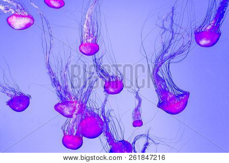 Jellyfish, Pacific Sea Nettle Chrysaora Fuscescens In Canada.