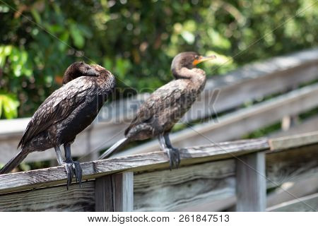 Black Bird With Teal Eyes In Florida