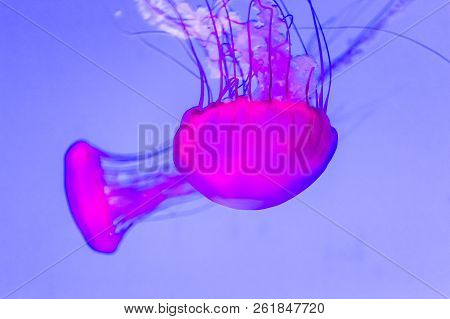 Jellyfish, Pacific Sea Nettle Chrysaora Fuscescens In Canada.