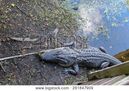 Large Alligator On The Shore Of The Swamp In Green Cay Wetlands In Florida