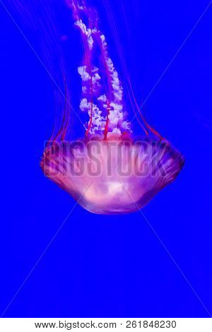 Jellyfish, Pacific Sea Nettle Chrysaora Fuscescens In Canada.