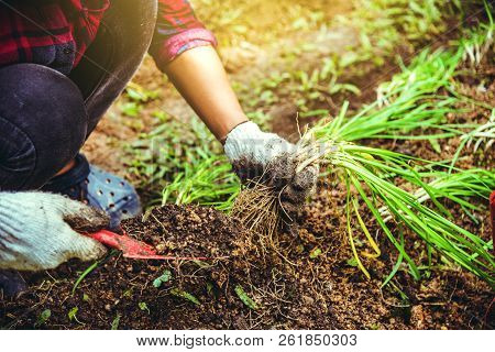 Woman Asia Plant Vegetables Gardening At The Backyard. Women Asia Dig Into Soil The Vegetable Garden