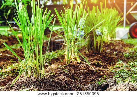 Vegetable Cultivation Kitchen Garden. Lemongrass.