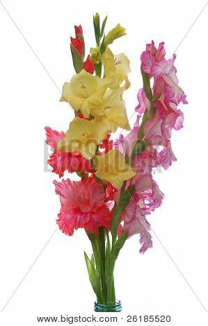 tre farverige gladioluses isoleret på hvid baggrund