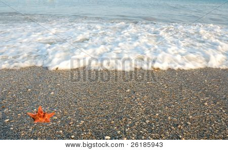 SeaStar zwischen Kiesel auf Strand gegen seawaves