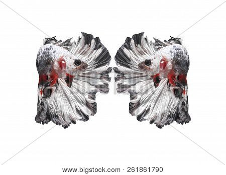 Fighting Fish, Beautiful Fish, Beautiful Color Fighting Fish Siam, White Background
