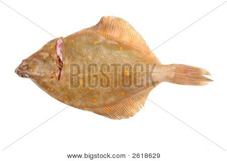 Flad fisk på hvid