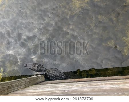 Alligator Enjoying Sun In Florida