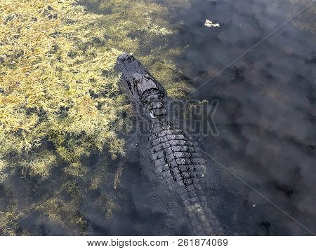 Alligator Enjoying Sun In Florida