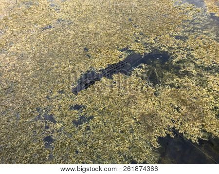 Alligator Enjoying Sun In Florida