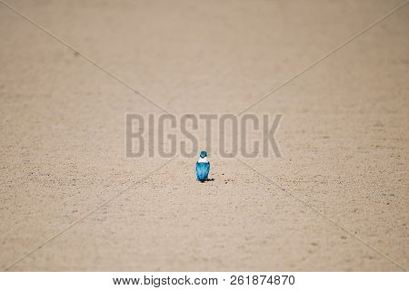 Bird (white-collared Kingfisher) In A Nature Wild