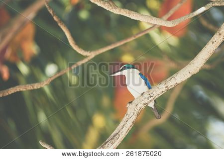 Bird (white-collared Kingfisher) In A Nature Wild
