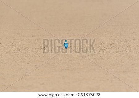 Bird (white-collared Kingfisher) In A Nature Wild