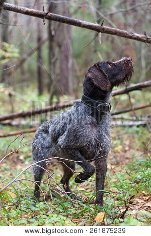 Hunting Dog German Wirehaired Pointer In A Pine Forest During The Bird Hunt