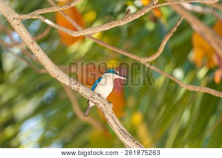Bird (white-collared Kingfisher) In A Nature Wild