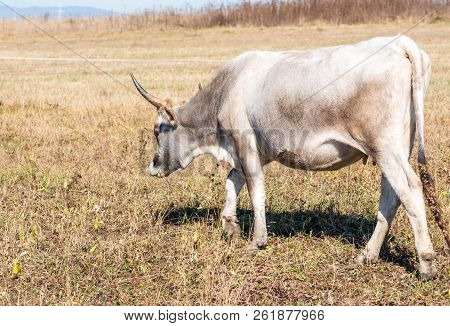Hungarian Pure Bred Grey Cattle Close Up Shot On Autumn Field, This Bred Is Well Adapted  To Extensi