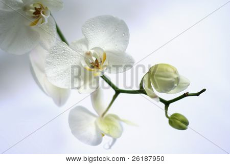 Orchidea Blume