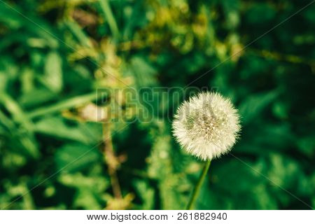 Dandelion Growing In The Green Grass In The Summer