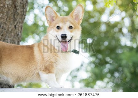 Corgi Dog Smile In Summer Sunny Day