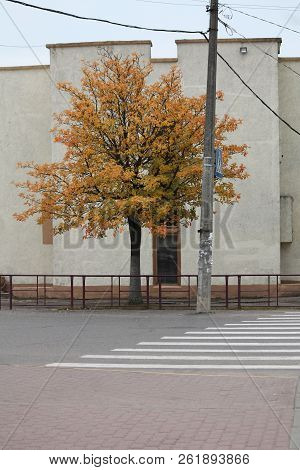 Single Bright Yellow Maple Tree Near Road In Autumn Warm Day