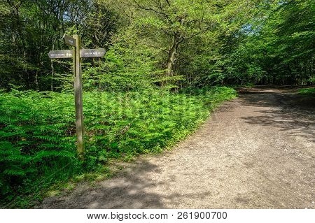 Landscape Shot Of Summer Forest Path With Appled Sunshine And Green Ferns At The Side Of The Track. 