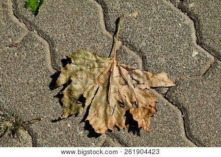 A Scrunched Dead Leave On A Paved Sidewalk