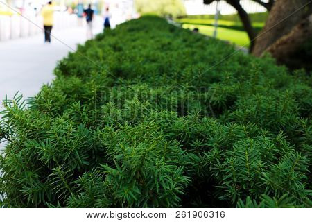 Nature Background With Green Needle-like Juniper Leaves