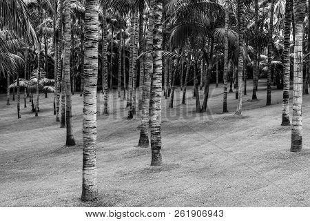 Palm Tree Trunks Washingtonia Robusta (mexican Fan Palm Or Mexican Washingtonia). Background. Black 