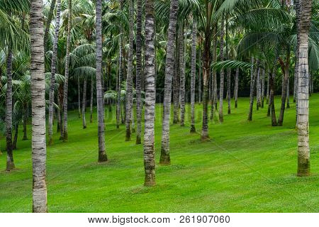Palm Tree Trunks Washingtonia Robusta (mexican Fan Palm Or Mexican Washingtonia). Background.