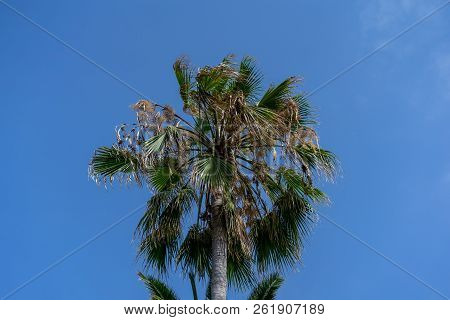 Palm Tree Crown Of Washingtonia Robusta (mexican Fan Palm Or Mexican Washingtonia) Against The Sky.