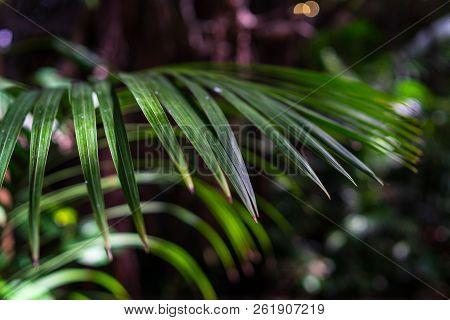 Leaves Of Palm Tree Washingtonia Robusta (mexican Fan Palm Or Mexican Washingtonia), Close-up.