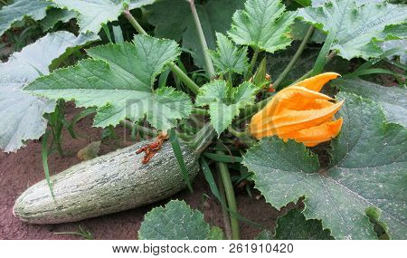 White Zucchini Growing On A Garden Bed