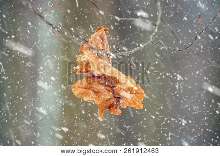 Photo Of The Dry Leaf In The Forest In Winter With Falling Snow