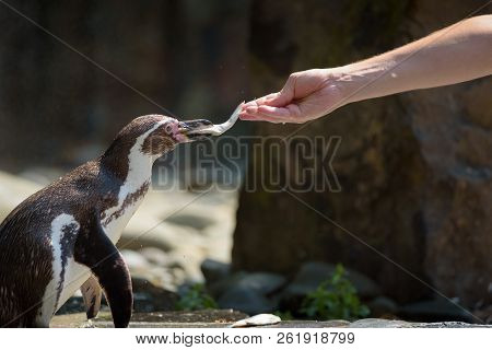 Hand Feeding A Humboldt Penguin With A Fish. This Species Is Also Referred To As Peruvian Penguin, O