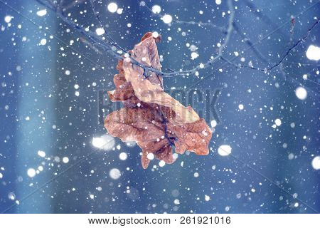 Photo Of The Dry Leaf In The Forest In Winter With Falling Snow