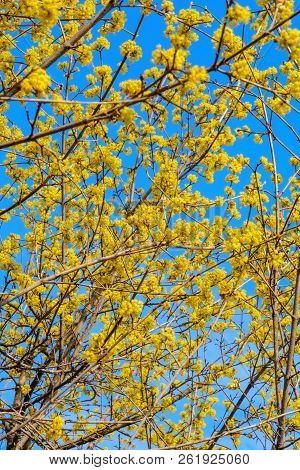 Photo Of Blooming Yellow Twig Dogwood In Garden In Spring