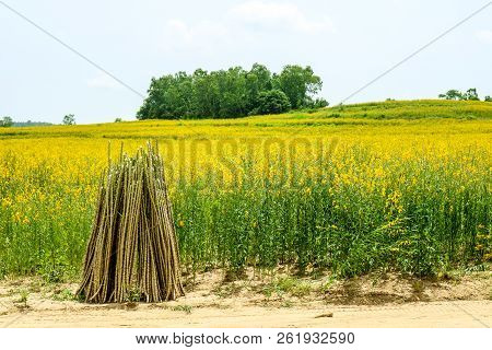 Sunhemp In The Valley, Beautiful Yellow Flower In Field And Cloud