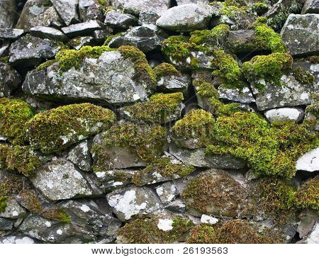 Drystone væg er omfattet af mos og lav en baggrund