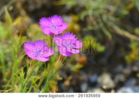 Pink Carnation (dianthus Carthusianorum) Flowers. Close Up